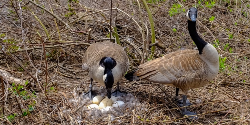 MBM BIRD tweet media