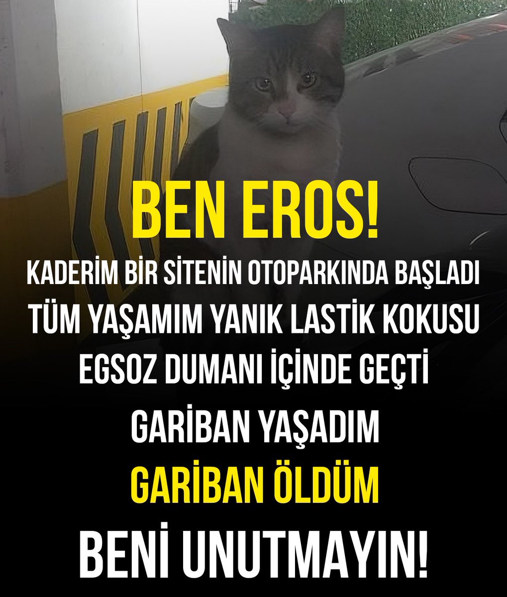 Katil tutuklansın diye imza veren 350.000 kişi var. 

Eros’un yaşadığı acının çığlığı olan yüzbinlerce vicdan sahibi insanın attığı tweetler var. 

Cumhurbaşkanımızın gece vakti Adalet Bakanını arayıp ‘Nasıl olurda katil serbest kalır’ dediğini biliyoruz. 

Kısacası tavandan