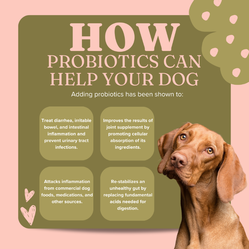 getvetsmart's tweet photo. 😟 Irritable Bowels
💩 Diarrhea
🦠 Urinary Tract Infections
❌ Intestinal Inflammation

100% natural and can be taken along with other supplements.