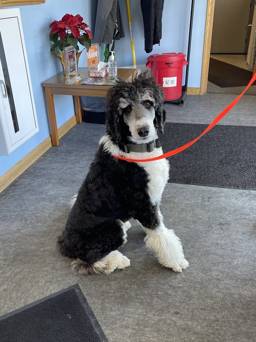 Thanks to Cheddar for stopping by the TPT yesterday.  Cheddar was off duty as a service companion so we were able to play with her a little.  Sweet puppy.