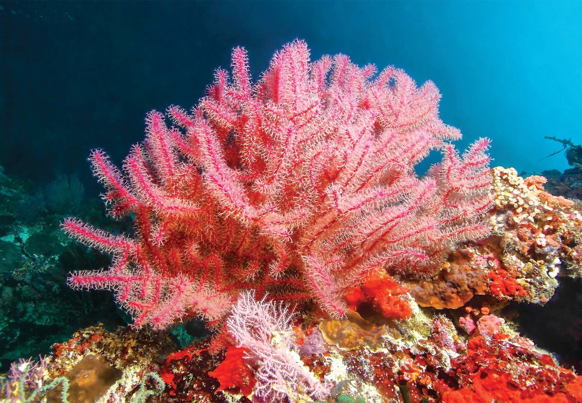 Have you ever found yourself staring at a coral reef wondering, 'Is that a plant...or a rock?' Spoiler - it's not either! Dive into our newest blog article where we tackle some of the biggest misconceptions about corals 🪸 👉 hubs.la/Q02p7pBC0