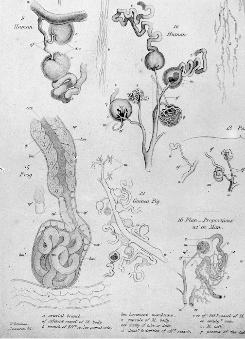 There is almost no nephrologist who has never heard about Marcello Malpighi, the first one who saw how a glomerulus might look under the light of microscope (17th century). He said glom is a filter 
#NephJC
historyofnephrology.org/category/1600s/