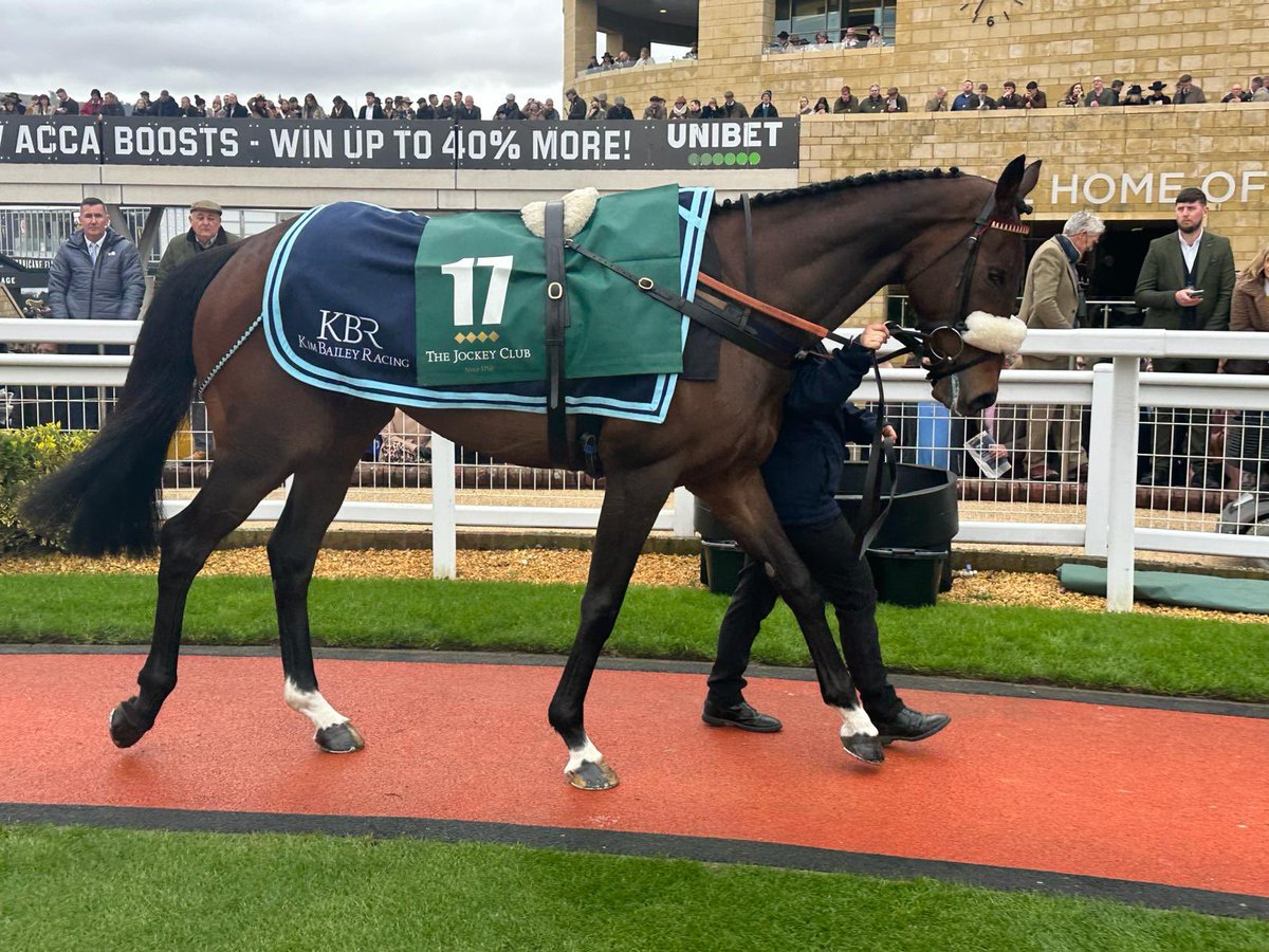 Chianti Classico looking a picture before winning 🥇at @CheltenhamRaces @kimbaileyracing @NichollsMat #fedondodsonandhorrell #feedtowin #feedforspeed well done to the team at home.