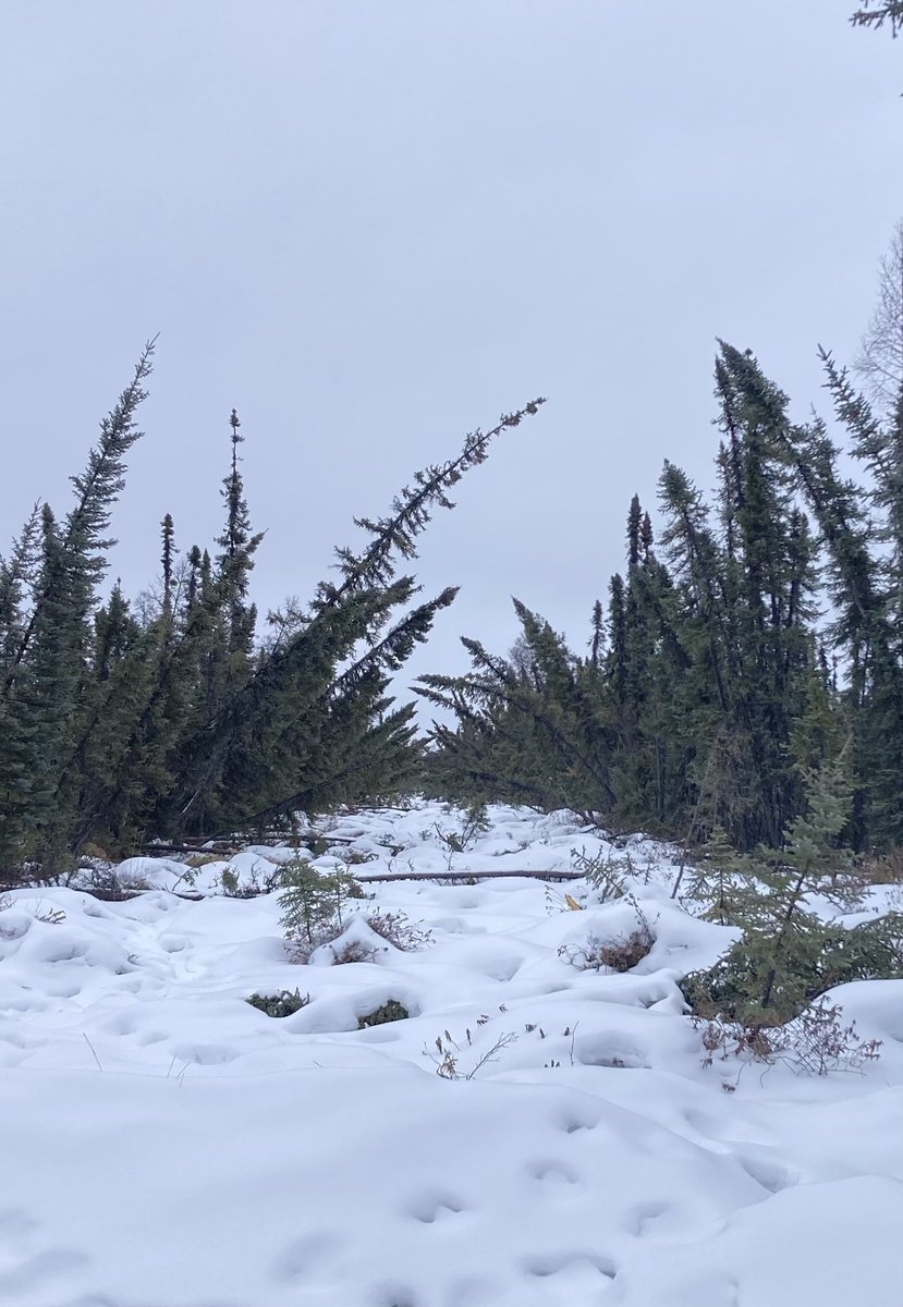 When done well - slightly tipping trees but maintaining their roots intact & in place - tree tipping can be an effective component to treating lines in caribou habitat. Done last winter & a year out the trees are still alive & upright. Too aggressive often = dead trees on ground.