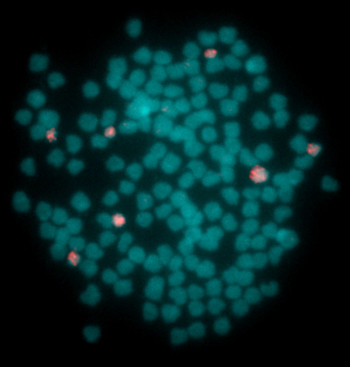 Cytogenetic Analysis of the Fish Genus Carassius Indicates Divergence, Fission, and Segmental Duplication as Drivers of Tandem Repeat and Microchromosome Evolution buff.ly/3InQl1M <a href="/KnytlMartin/">Martin Knytl</a> <a href="/ReiForna/">Nicola Reinaldo Fornaini</a> #science #evolution #biology #genome