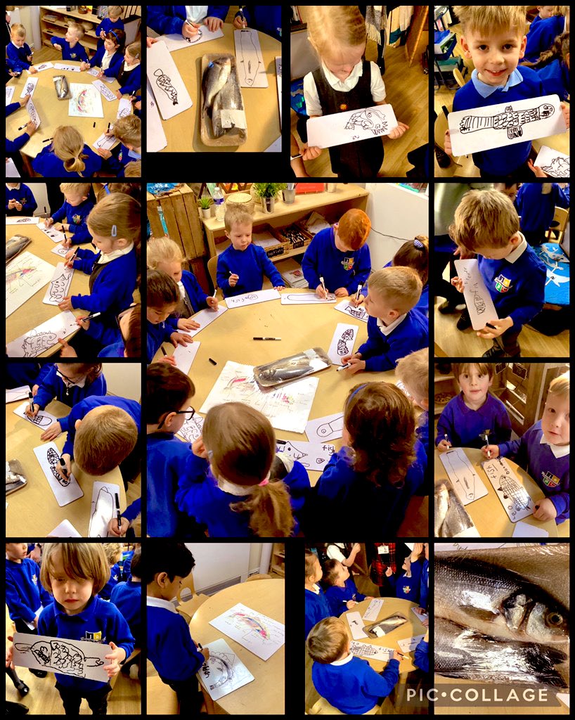 The children were fascinated to learn about fish anatomy. They discussed what they would see inside the fish and asked lots of interesting questions. Lovely to see such sparkle and enthusiasm #EYFS #scientific #language