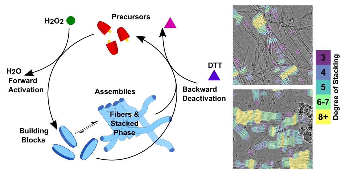 UCI MRSEC Center for Complex & Active Materials (@ucimrsec_ccam) on Twitter photo Profs. <a href="/JoePattersonEM/">Joe Patterson</a> & Zibin Guan w/Paul Hurst, Justin Mulvey, Serxho Selmani & Redford Judson recently published their work on applied cryogenic transmission #electron #microscopy (cryoEM) in Chemical Science.
Congrats!
pubs.rsc.org/en/content/art… Profs. <a href="/JoePattersonEM/">Joe Patterson</a> & Zibin Guan w/Paul Hurst, Justin Mulvey, Serxho Selmani & Redford Judson recently published their work on applied cryogenic transmission #electron #microscopy (cryoEM) in Chemical Science.
Congrats!
pubs.rsc.org/en/content/art…