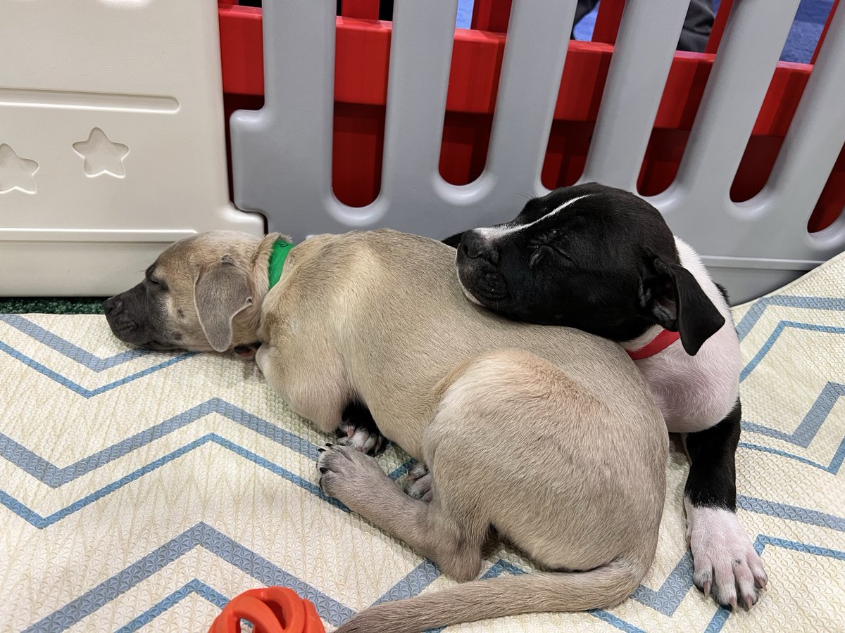 RTI_Intl's tweet photo. Come see us @HIMSS, grab some coffee, and pet some puppies! #RTIDifference #HIMMS24 https://t.co/02ovumED8e