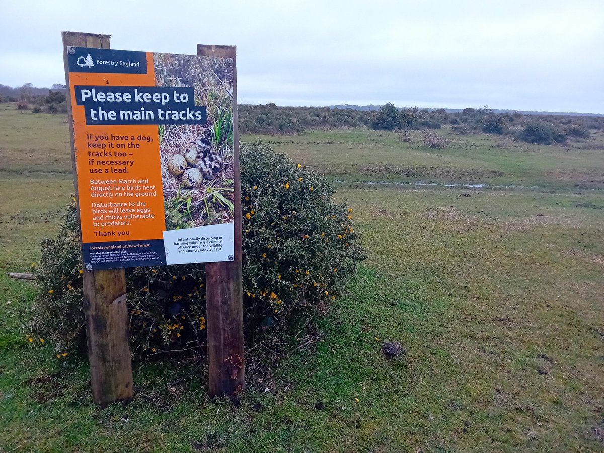 It doesn't feel very spring like (plenty of showers, bit light on sunshine!), but 1st March heralded ground nesting bird season & the signage is going out... Thank you for keeping to the main paths across the open #NewForest to protect vulnerable eggs & chick's 👨‍👩‍👧‍👦🏇🚴‍♀️🐕