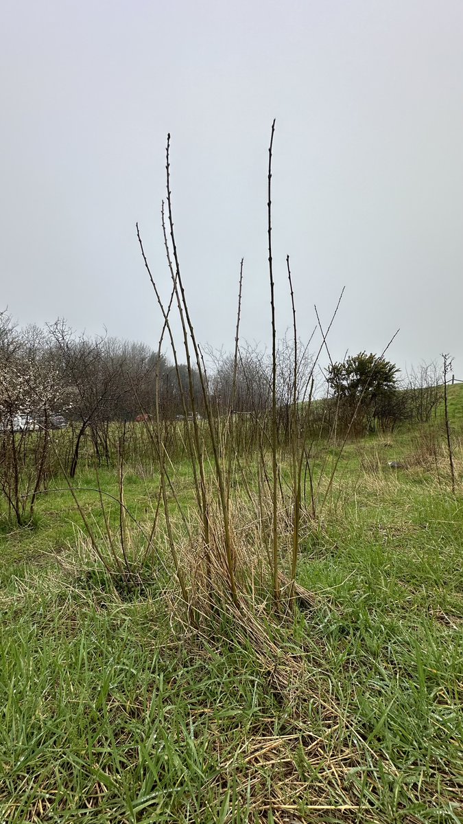 Dr Dan Danahar tweet media