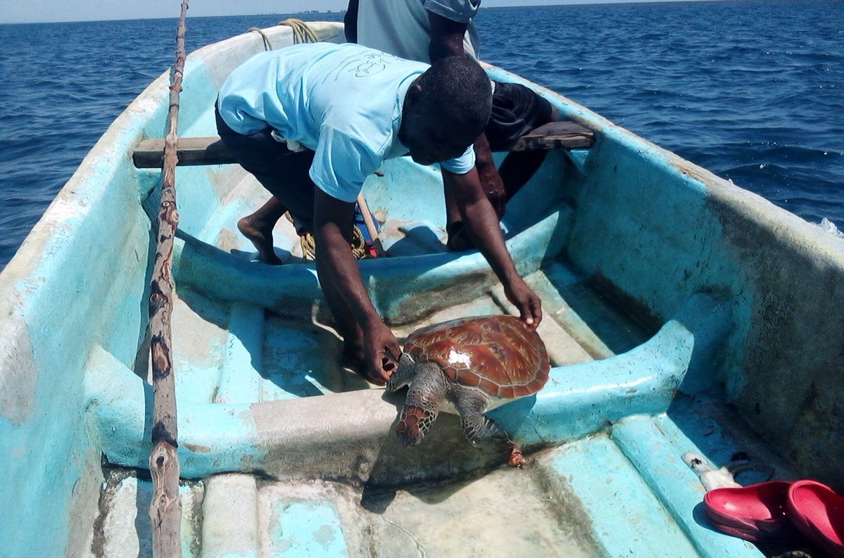 Meet the second of our amazing turtle conservation grant recipients: Sea Sense! These Tanzanian locals have been working tirelessly to monitor and protect their turtles and nests.

Take a deeper dive into their amazing work!
bit.ly/3IrGNmu

📸<a href="/SeaSenseNGO/">Sea Sense</a>