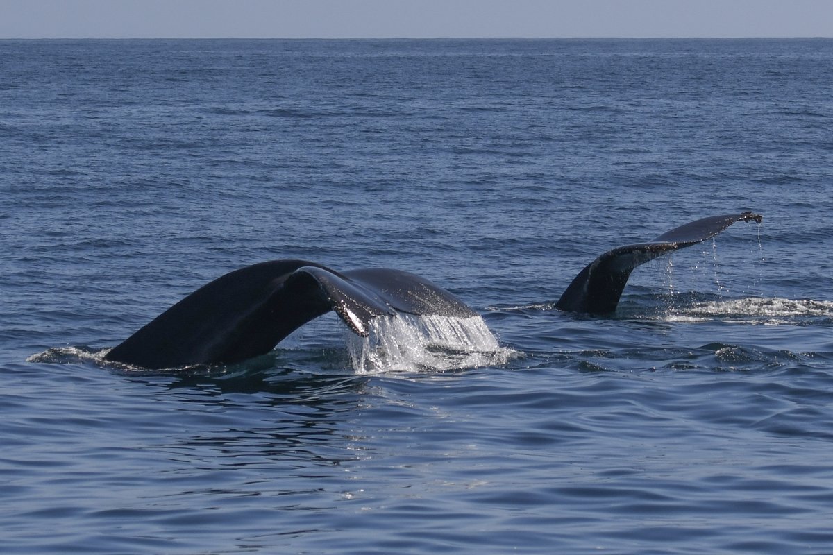 Are we all getting pumped for the start of the 2024 whale watching season?! Early spring is a great time to spot gray whales and even humpbacks! Our trips to the Farallon Islands start on April 6th.

📸Michael Pierson