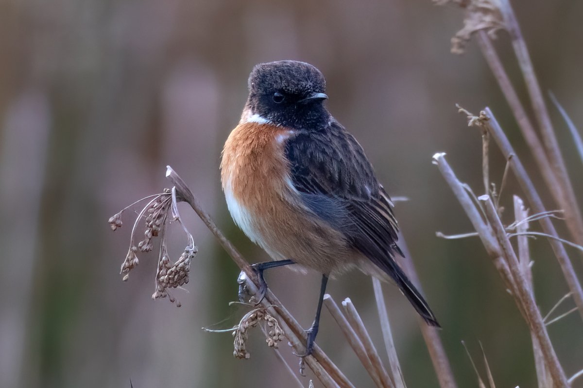 Stonechat @AvalonMarshes