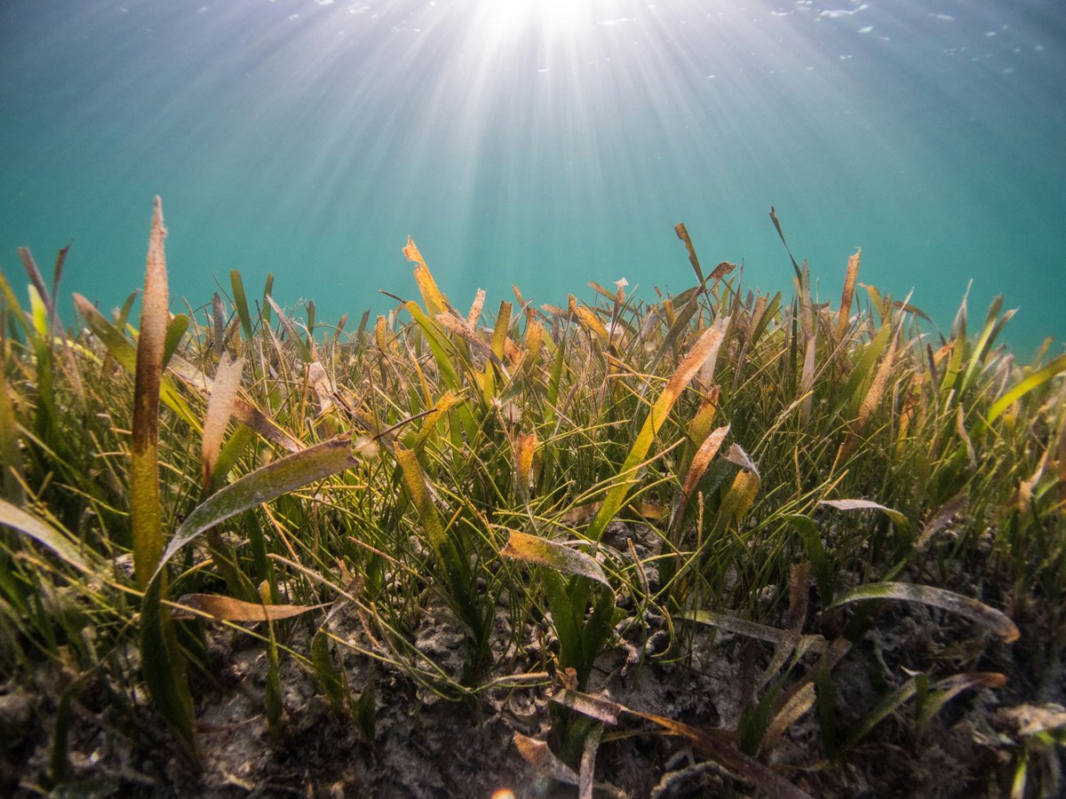 Seagrasses are true plants and are more closely related to terrestrial flowering plants like grasses, lilies, and palms, than they are to seaweed!

📸Benjamin L. Jones