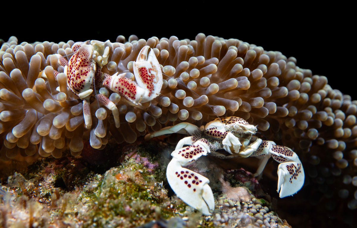 The Banda Sea AND Raja Ampat all in one trip?! The name says it all: Indonesia Megadiversity Expedition! The sheer number of colors and species you'll see are sure to leave you speechless.

bit.ly/IndonesiaLivea…

📸John McCormick