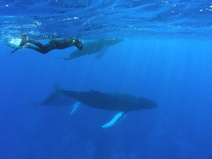 Two of the best destinations in the South Pacific: Tonga and Fiji. Get up close with humpback whales in Tonga and explore Fiji's shallow water reefs, all in one trip!

bit.ly/TongaAndFijiAd…

📸Wayne Sentman