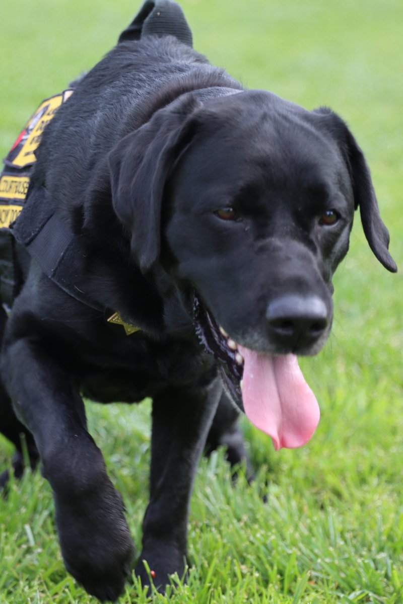 VenturaCountyDA's tweet photo. We had a fun picture day with our adorable Courthouse Dogs and the amazing team of handlers who care for them. Star, Comet, and Trakr are sooo loved!❤️❤️❤️
#CourthouseDogs #VenturaCountyDA https://t.co/4lXwDHUsq8