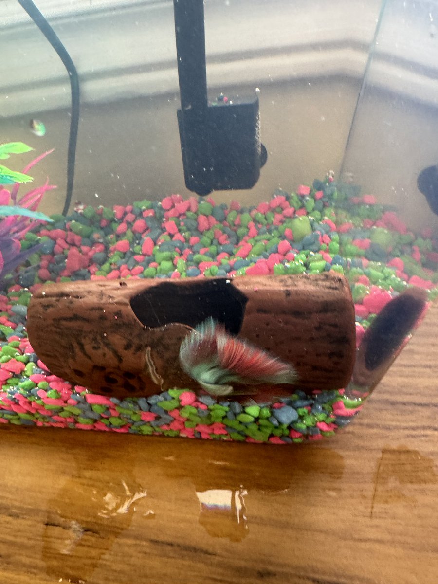 Thank you <a href="/AITCCanada/">AITCCanada</a> and AITCNB and Charlotte Flores for our new class aquaponics fish tank. This is Dill Pickle or new class pet. We can’t wait to get the plants growing and watch the ecosystem in action.