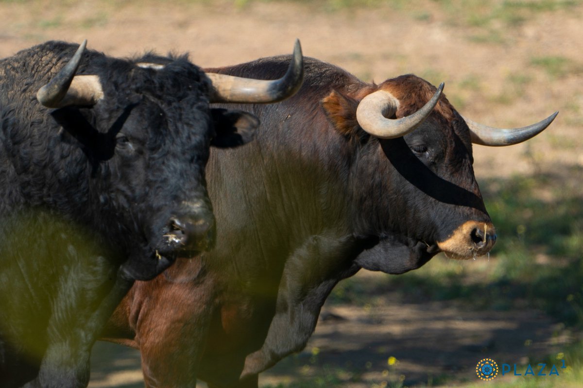 LasVentas tweet picture