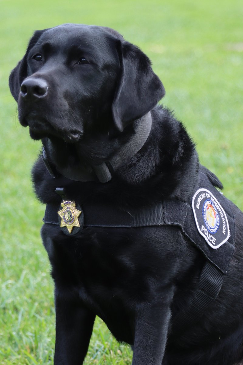 VenturaCountyDA's tweet photo. We had a fun picture day with our adorable Courthouse Dogs and the amazing team of handlers who care for them. Star, Comet, and Trakr are sooo loved!❤️❤️❤️
#CourthouseDogs #VenturaCountyDA https://t.co/4lXwDHUsq8