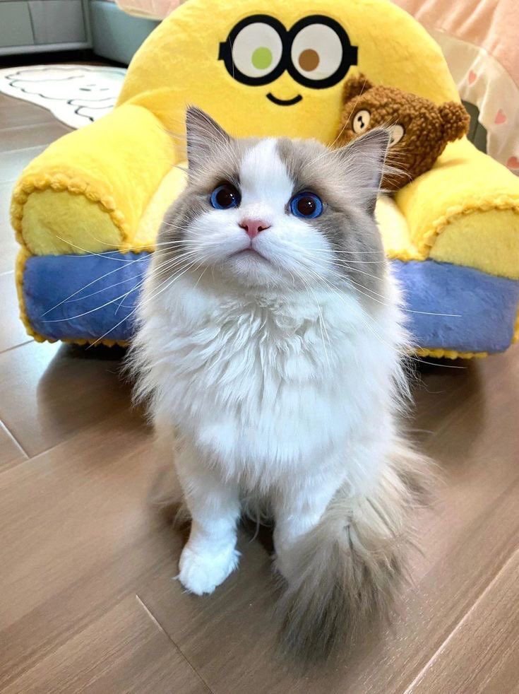 #japanesecat #korean