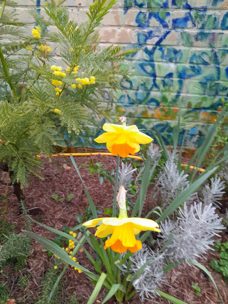 Spring has well and truly sprung at the charming Leopold Rd garden. Plenty of rainy day reading matter too. Fab work from the community gardeners! <a href="/EastFinchleyN2/">East Finchley</a> <a href="/NicolaFCmag/">Finchley Community Magazine</a>