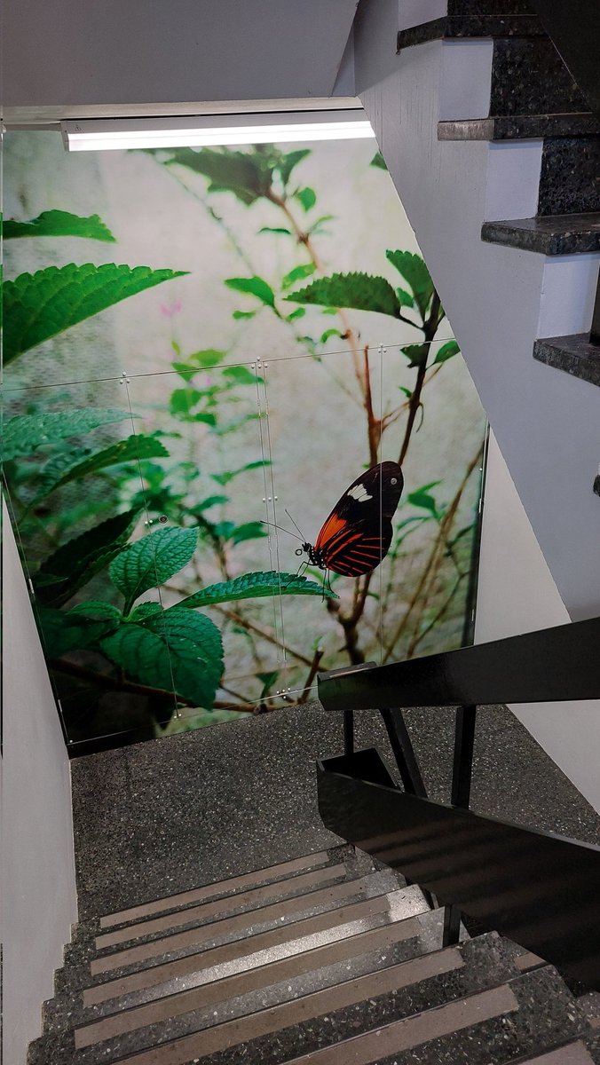 Nicola Nadeau (@nicolanadeau) on Twitter photo The butterflies are taking over <a href="/EEB_Sheffield/">Ecology and Evolutionary Biology</a>. Sprucing up our stairwell. Photo taken by <a href="/smol_scientist/">Angel (Tiên) Nguyễn 🌸🦋</a> at <a href="/u_ikiam/">Ikiam</a> during our project on adaptation to altitude The butterflies are taking over <a href="/EEB_Sheffield/">Ecology and Evolutionary Biology</a>. Sprucing up our stairwell. Photo taken by <a href="/smol_scientist/">Angel (Tiên) Nguyễn 🌸🦋</a> at <a href="/u_ikiam/">Ikiam</a> during our project on adaptation to altitude
