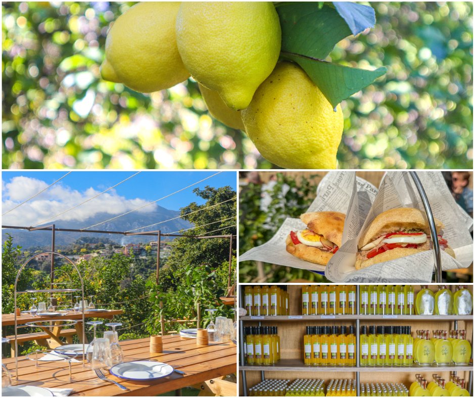 summerhotels_'s tweet photo. Envie de découvrir les trésors cachés de #Menton ? 
Vivez une expérience immersive à la ferme d'agrumes Au Pays du Citron ! 
Embarquez pour une visite guidée à travers les citronniers et un délicieux repas au ☀ :
👉 https://t.co/aHNZvkmqWY

#Cotedazurfrance https://t.co/XBcTyiWJhU