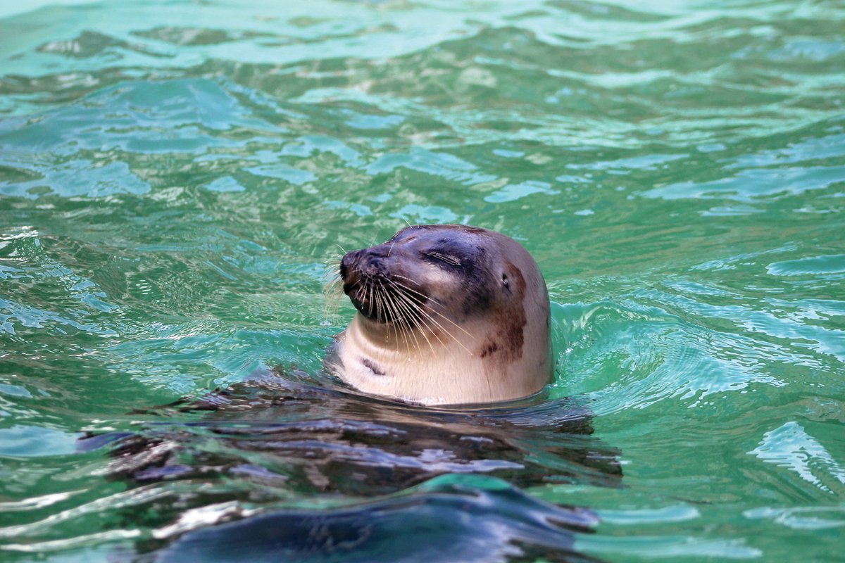 April Mystery Photo Contest

How many species of seals are found in the waters off Atlantic Canada?

Send in your answer to kjestican@thenavigatormagazine.com for a chance to win a one-year Navigator subscription.

Deadline: March 26, 2024