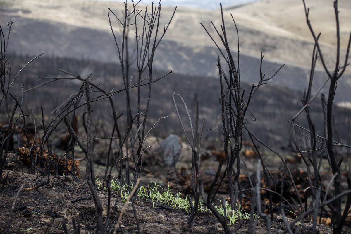 Regeneration nearly a month on from the Port Hills fires. Nature always wins. #nz #chch