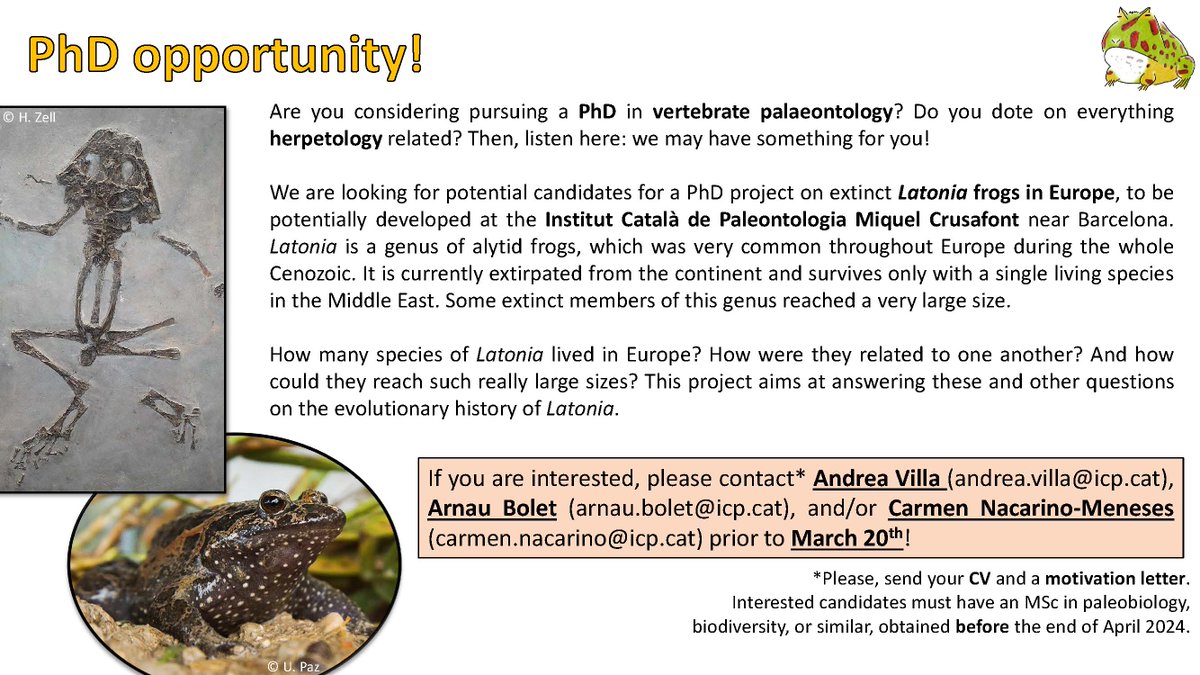 ‼️ PhD opportunity on some of the most interesting frogs in the Cenozoic of Europe‼️ Interested people can contact me, @bolet_arnau, or @NacarinoCarmen (see emails below) asap.