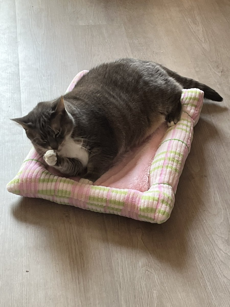 monsterousmouse's tweet photo. Learning use a sewing machine might have been the smartest move yet💪😅

Made the kitty a bed and proud to say it took minutes for it to be in use😻 https://t.co/ld8vZMWNa3
