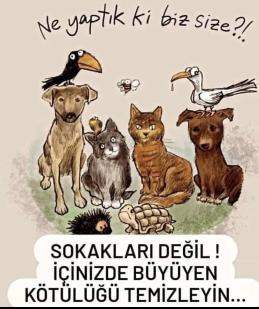 Yesilizm2's tweet photo. Vahşice katledilen kedi Eros için adalet! 

#ibrahimkeloğlantutuklansın 
#ErosİçinAdalet https://t.co/rYpEge6Iel