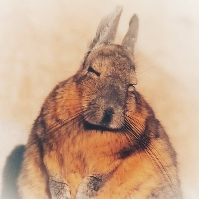 #DerechoAlVotoAccesible imagen #WWF