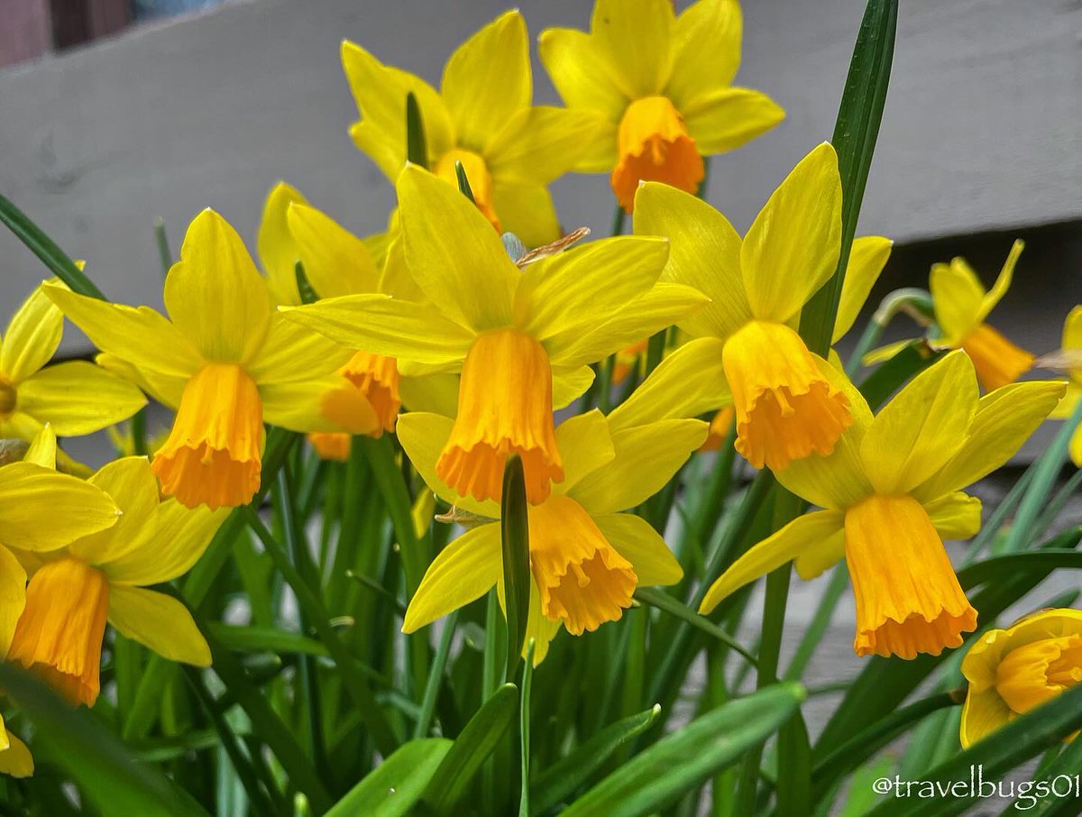 Flower Fun Fact: Daffodils are the birth flower of March! 💛

As one of the first signs of spring, this yellow flower symbolizes joy and happiness around the world, as well as friendship, new beginnings, and hope.

📸: Jeff and Holly Wiman (@travelbugs01 on IG) | #FlowerCount