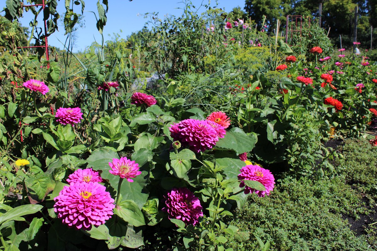 Learn to garden this summer with help from Hennepin County Master Gardeners! The Hopkins Activity Center is offering a free gardening class next Wednesday, March 20, at 6:30 p.m. The topic of discussion will be Trends in Gardening. Learn more at anc.apm.activecommunities.com/hopkins/activi….