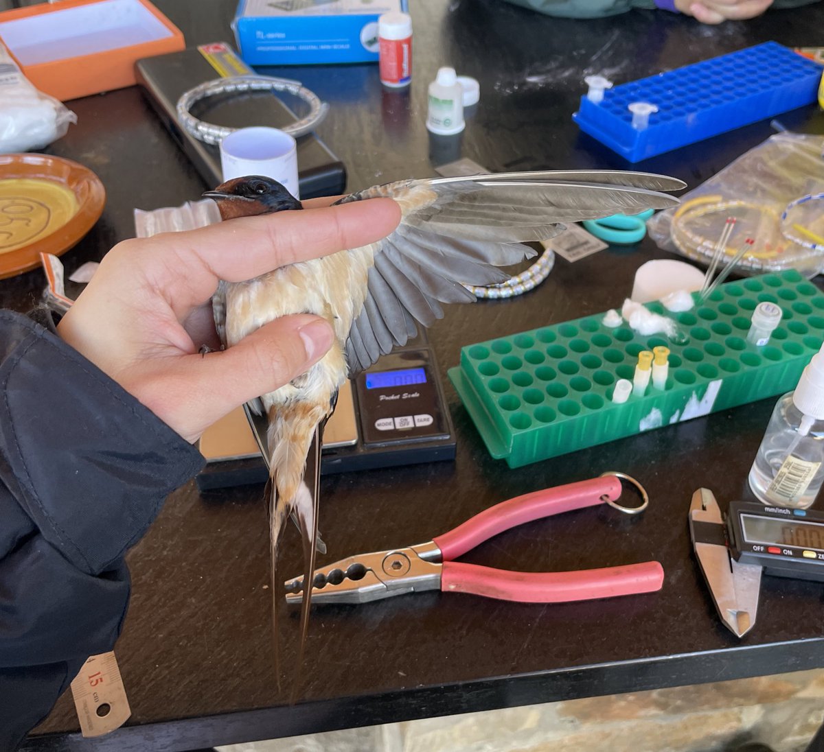 Primer día de campo cogiendo muestras  para mi tesis! 💉🐦‍⬛🦟 #IHCphD