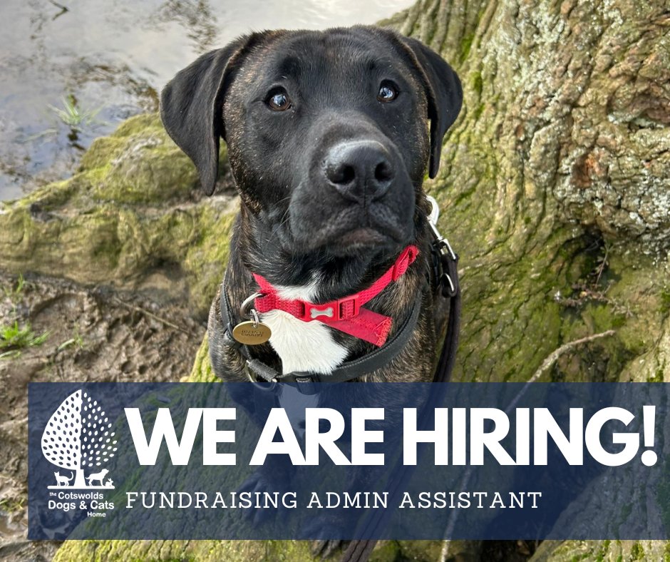 Norman says.... JOIN THE FUNDRAISING TEAM! 🐾 Fundraising Admin Assistant (Maternity Cover) 25hrs per week (Monday - Friday, 9.30AM - 2.30PM) cotswoldsdogsandcatshome.org.uk/work-with-us/ #cotsdogscats #jointheteam #wearehiring