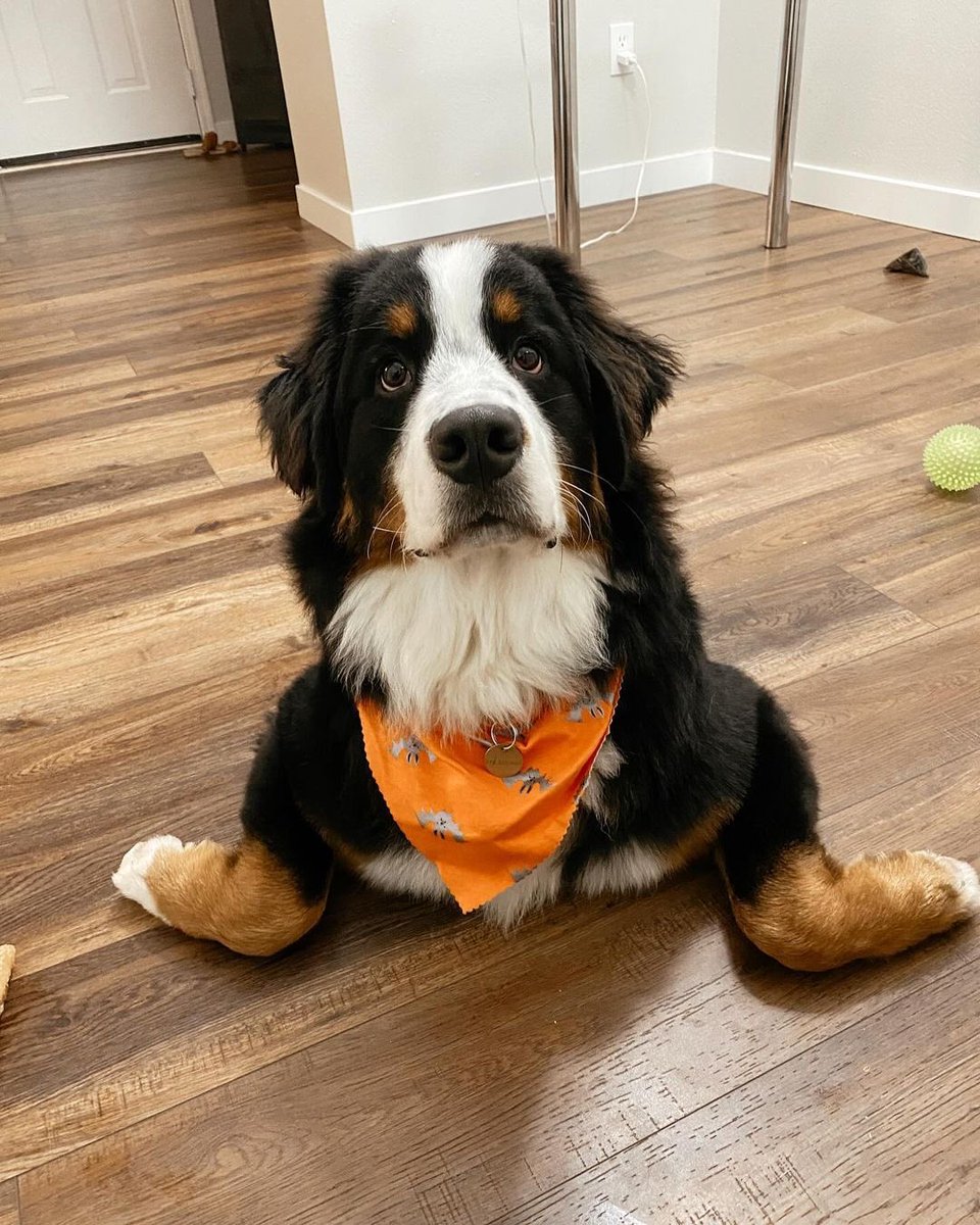 dog_rates's tweet photo. We only rate dogs. This is a furry floor frog. Please understand that amphibians are a very diverse class, and please only send dogs. Thank you… 13/10 https://t.co/ZaN4wOyTAA