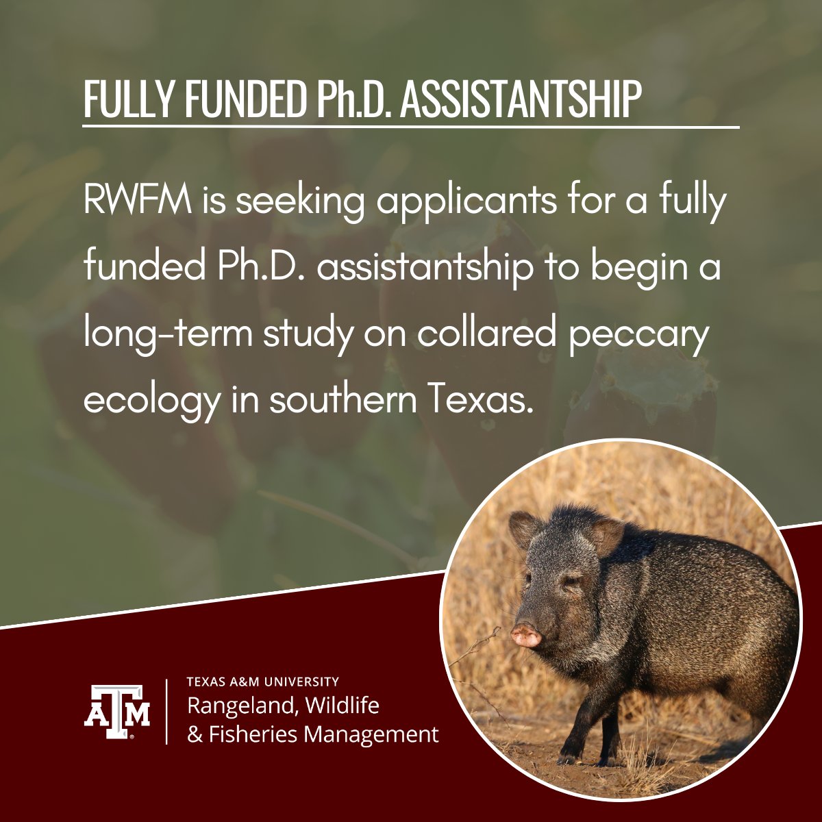 We are excited to announce that we are seeking applicants for a fully funded Ph.D. assistantship to begin a long-term study on collared peccary ecology in southern Texas. Learn more: jobs.rwfm.tamu.edu/view-job/?id=9… #WildlifeBiologist #Research #GradSchool #PhD #WildlifeResearch #Wildlife
