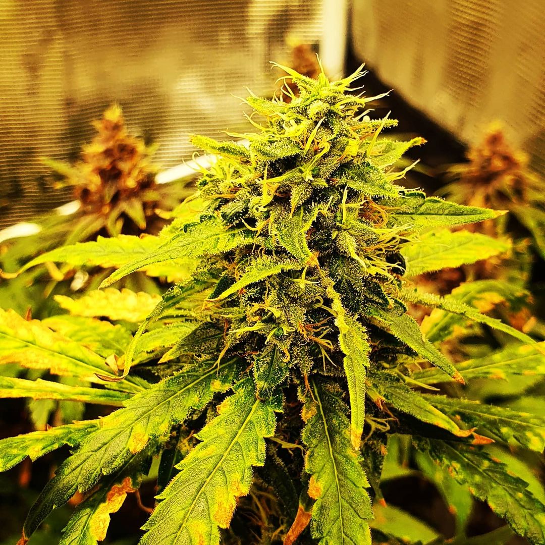 underdopemag's tweet photo. #weedlovers
#autocultivocolombia
#cannabisculture
#cbd
#cogollo https://t.co/apVAopw6Yw