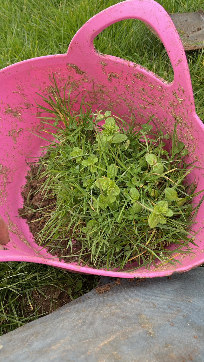 Bit of soil digging 🤪🐄😳🤣🍀👌preparing for my Cevas training today 👌🥛👍🍀🐄😳😱📄📚🙏@LEAF_Farming