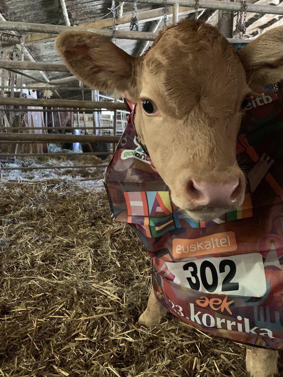 Eutsi kateari, eutsi korrikari, eutsi baserriari!✊🏼

Guk ere Harro Herri! Korrikarekin  eta euskararekin bat.
#LabakietaHaragia
<a href="/AEK_eus/">AEK-KORRIKA</a>
