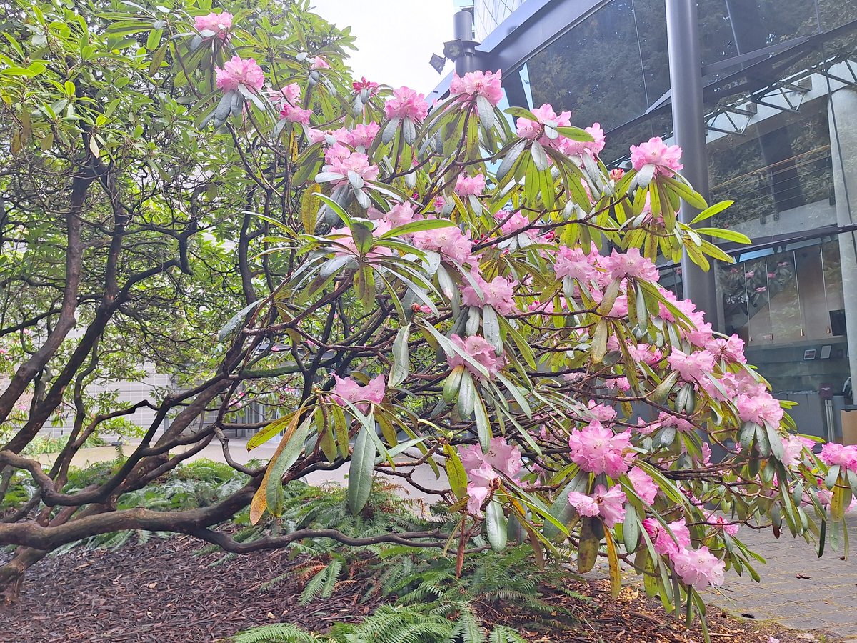 Rhododendron blooms @ChanCentre today @ubc.