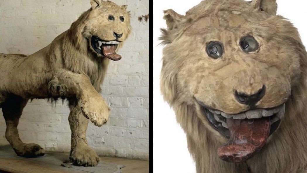 In 1731, King Frederick I of Sweden received one of the first lions in Scandinavia as a gift. 

Unfortunately, when the lion passed away shortly after, it was handed over to a taxidermist, leading to an end product that reflected the taxidermist's and museum keepers' lack of