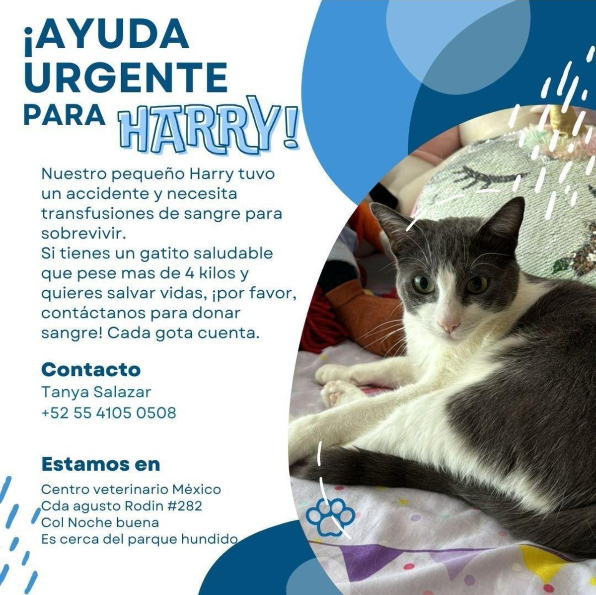 🚨SOS🚨 Solicitan donador de sangre felina para HARRY🩸🅰️ 📲Info: 5541050508
Cc. <a href="/Alina_Gag/">Alina</a> <a href="/FelinaVoz/">Voz Felina</a> <a href="/GarraAmor/">Amor Con Garra</a> <a href="/gatitosasalvo/">🐾🐾Gatitos a salvo🐾🐾</a> <a href="/LordGatus/">Lord Gatus</a> <a href="/Carmen_Hern/">Carmen LaDeLosGatos</a> <a href="/LaCrazyCatLady_/">carolina</a> <a href="/GatitosCdmx/">GatitosCdmxAyuda</a> <a href="/RucadelosGatos/">Ruca de los Gatos</a> <a href="/AGatunos/">Angeles Gatunos</a> <a href="/PetFirstAidCDMX/">Pet First Aid CECAD Emergencias</a> Pls RT 🔁🙏🏻