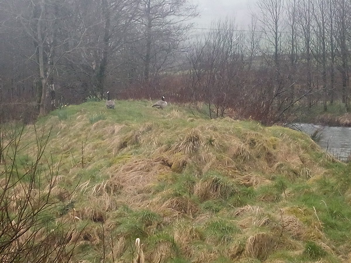 Mae gwanwyn ar ei ffordd yn rhywle medde nhw er gweathar glaw di baid Maer Wyna newydd dechrau a Maer ddau gymeriad yma Di troi fynu eto leni i fagu cywion. Spring is on its way allegedly dispite the rain Laming just started and these 2  have arrived again to raise their chicks.