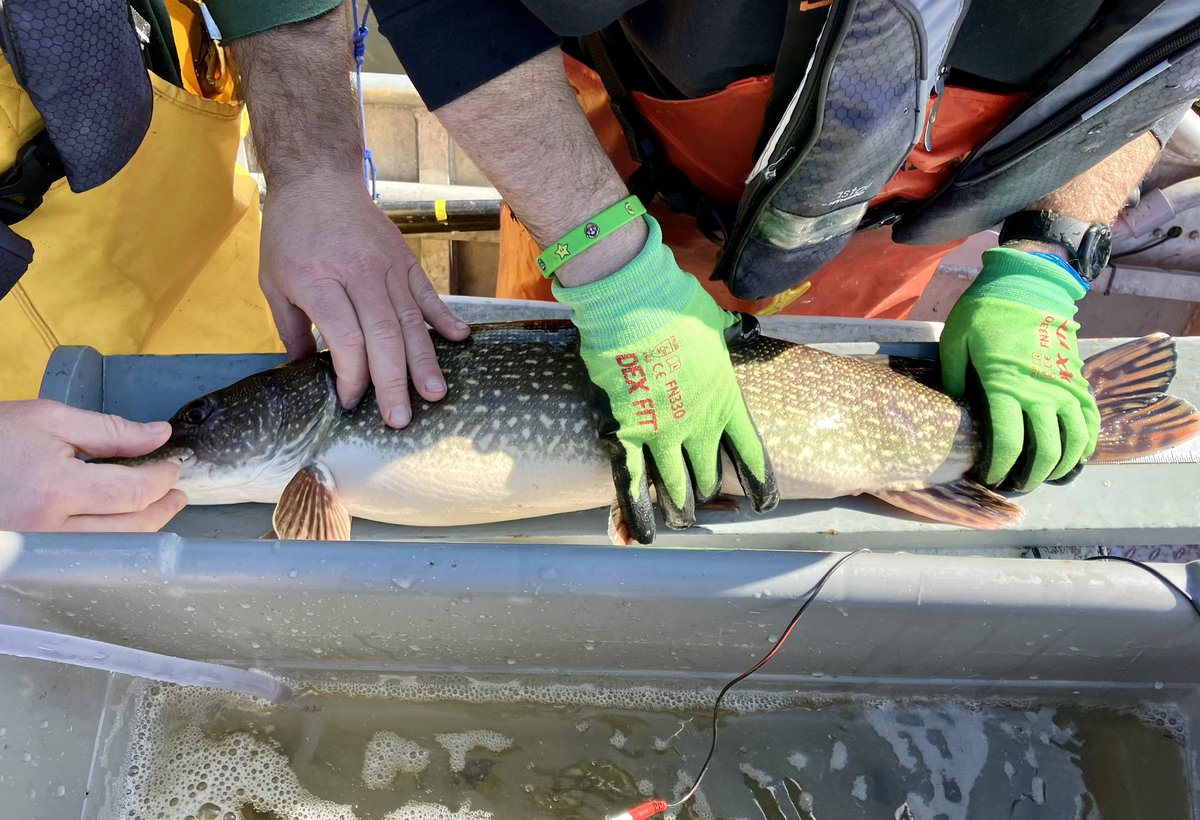 FishBio_Briggs's tweet photo. Another good day tagging #NorthernPike for our acoustic telemetry study on #LakeStClair! 6 more tagged today, bringing us to 24 for the year.

#GreatLakes #GLATOS #GreatLakesSci https://t.co/r5fQ4srCu4