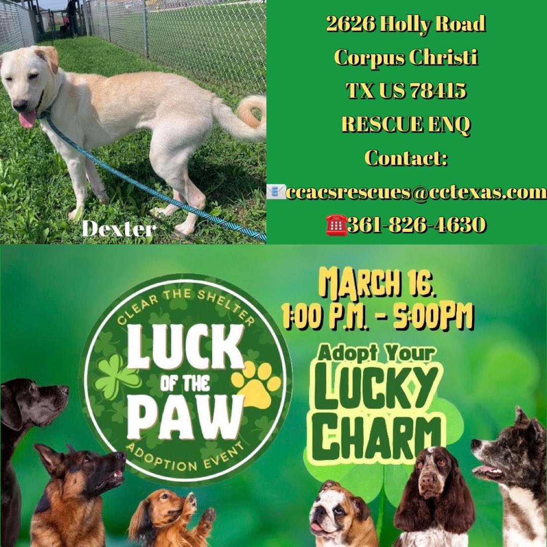 🆘DEXTER 1yr LAB Retriever 
#A354108
CorpusChristi AC Tx
🔥DIES 3/18🔥
Going 4 a walk?
NO…DEXTER GETS DUMPED at shelter by POS Owner🤬
Such a GORGEOUS boy
He’s BROKEN LOST &amp; very AFRAID
So WRONG 2 KILL HIM
Plz #Pledge #Adopt