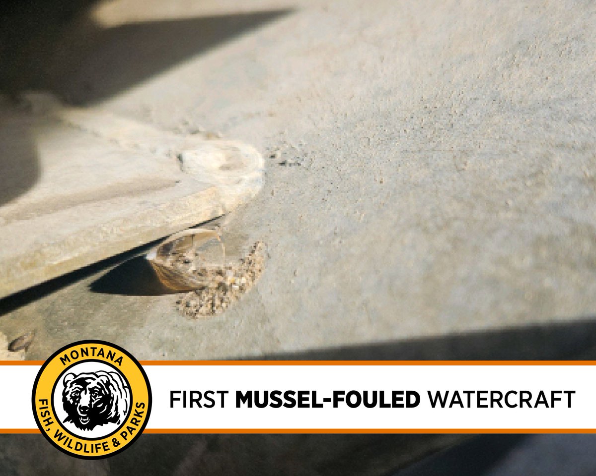 Montana’s first mussel-fouled watercraft of the year was intercepted at the Anaconda watercraft inspection station on March 10. Learn more >> fwp.mt.gov/homepage/news/…